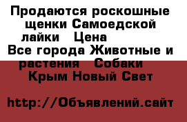 Продаются роскошные щенки Самоедской лайки › Цена ­ 40 000 - Все города Животные и растения » Собаки   . Крым,Новый Свет